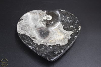 Fossiel Schaaltje Ammoniet 218 gram