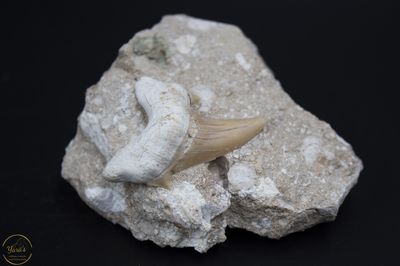 Haaientand otodus obilquues in gesteente