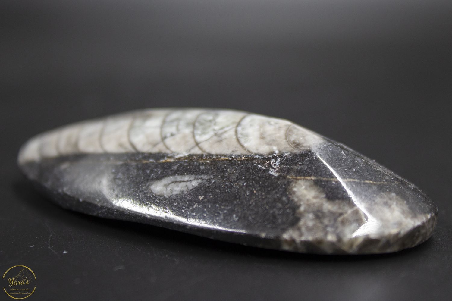 Orthoceras 45 gram