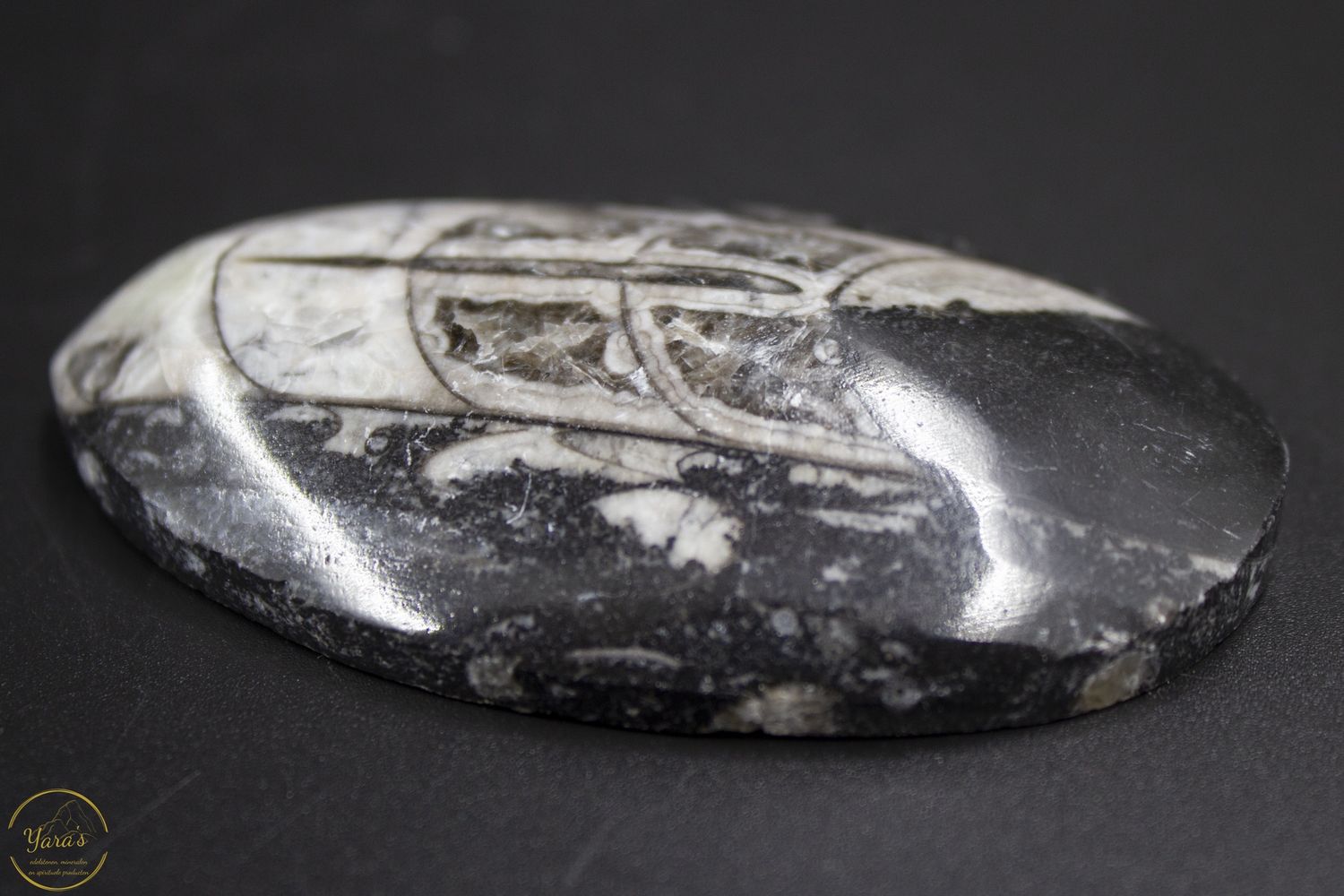 Orthoceras 62 gram