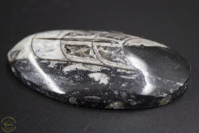 Orthoceras 62 gram