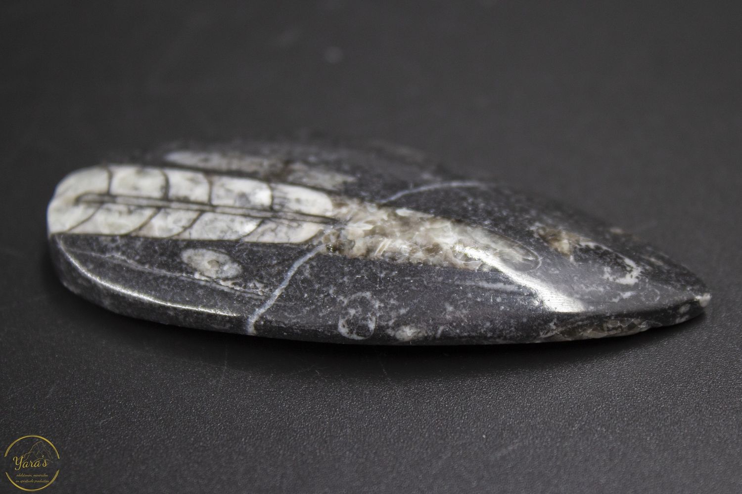 Orthoceras 30 gram