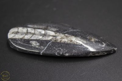 Orthoceras 30 gram