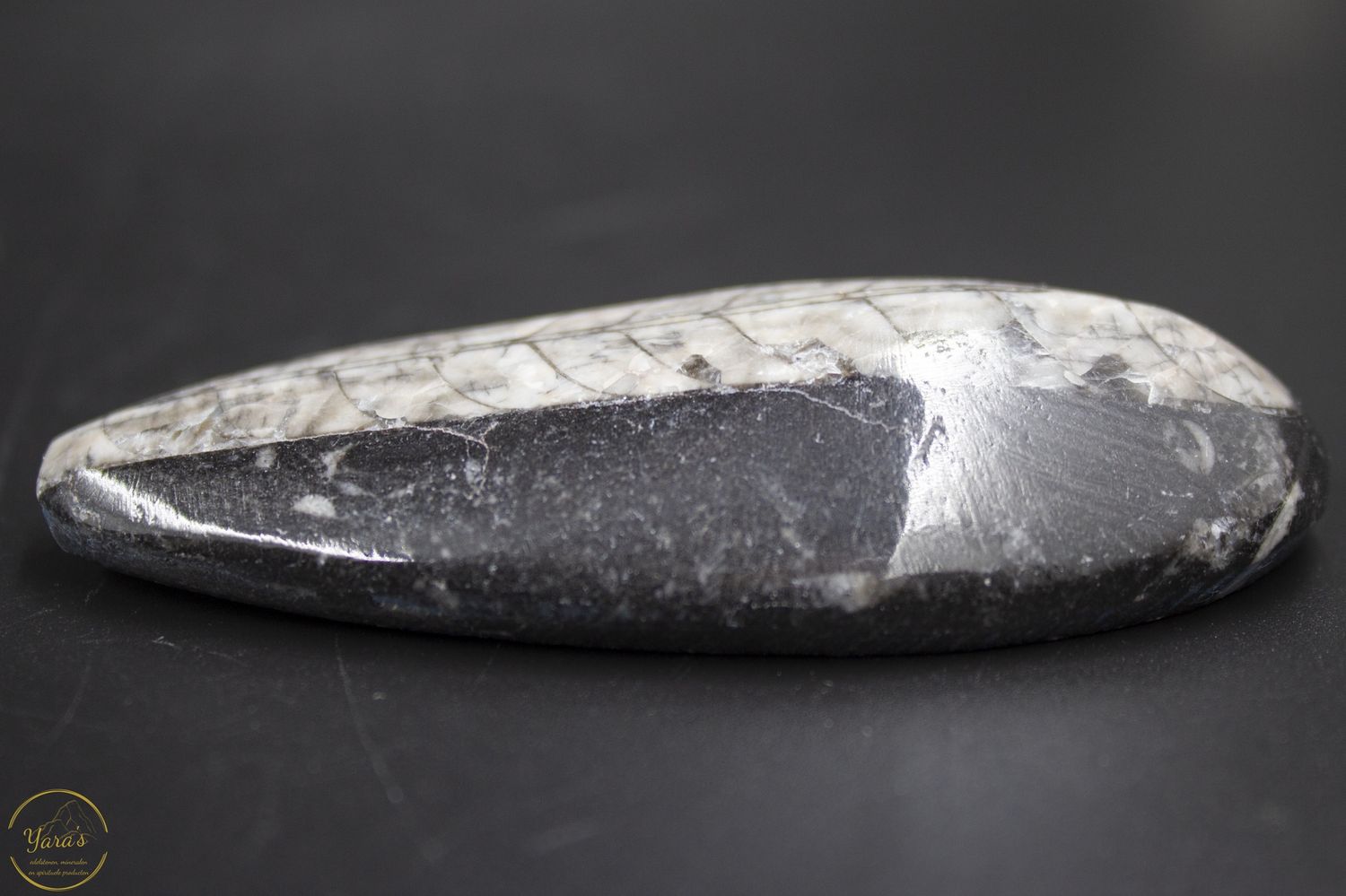Orthoceras 39 gram