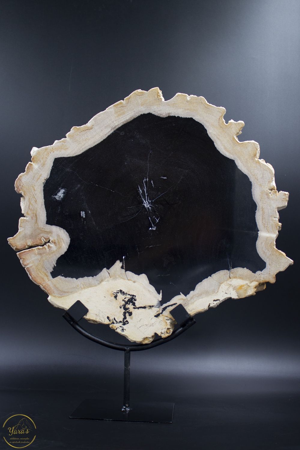 Versteend hout schijf op standaard 3.7kg