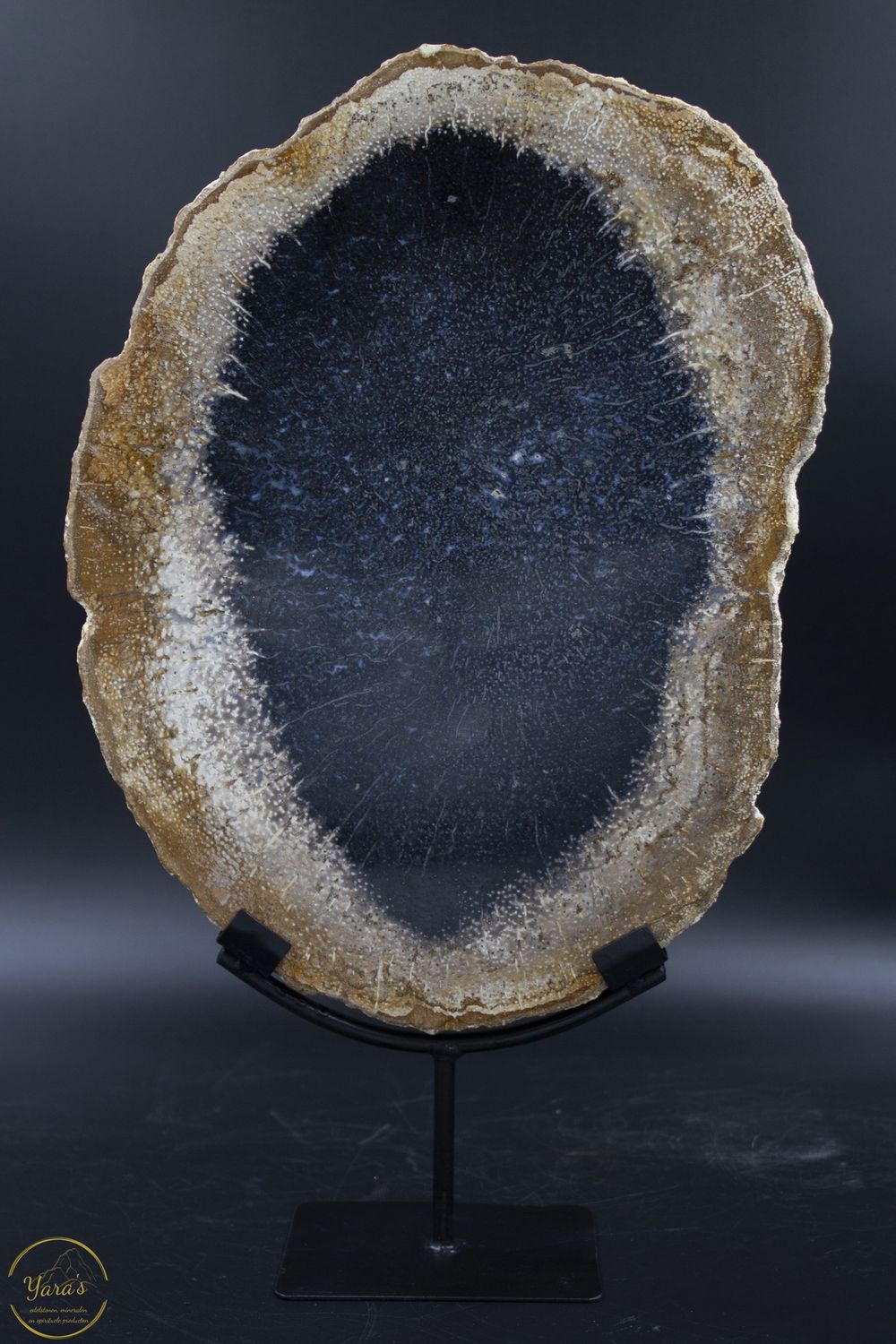 Versteend hout schijf (palmwortel) op standaard 3.9kg