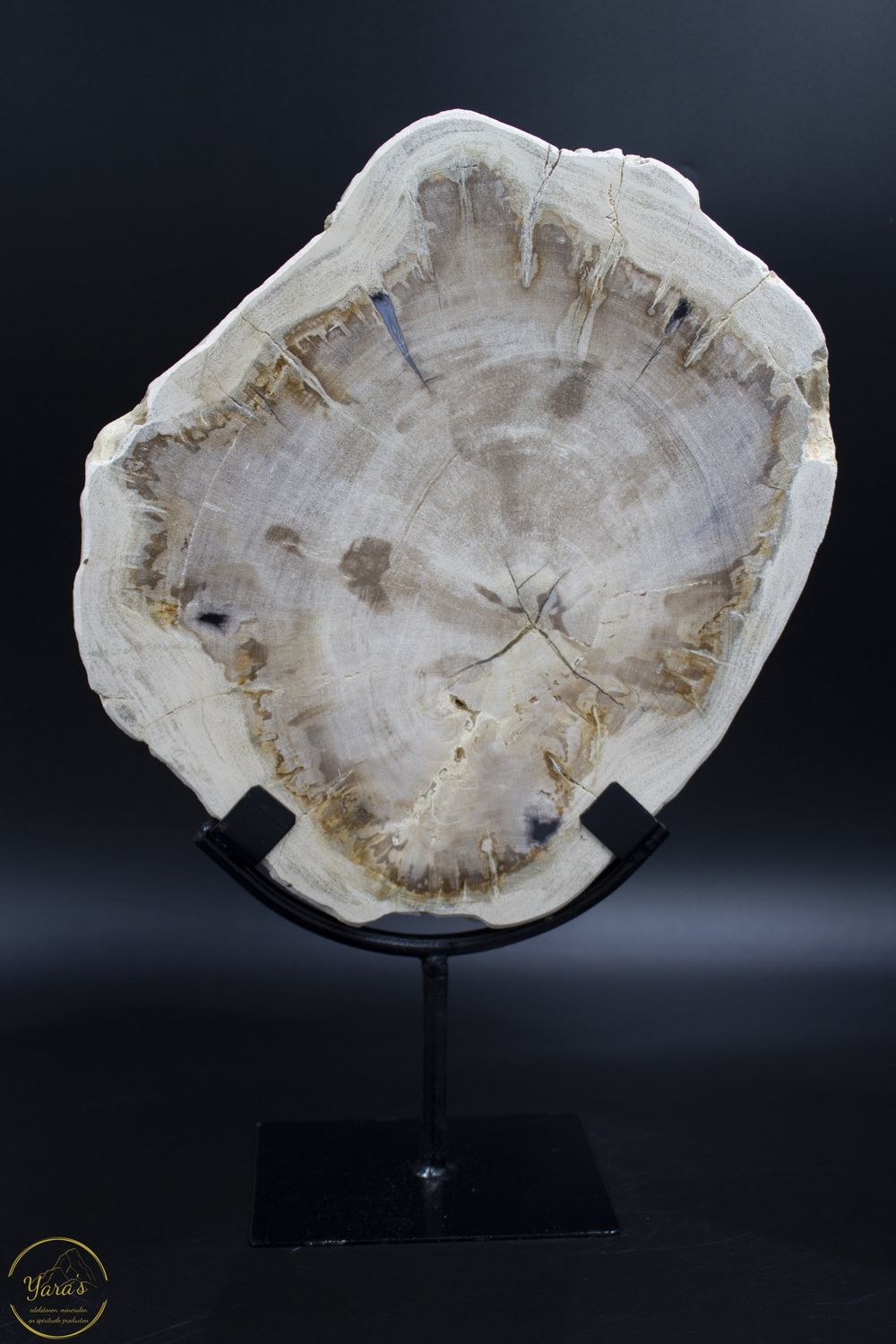 Versteend hout schijf op standaard 3kg