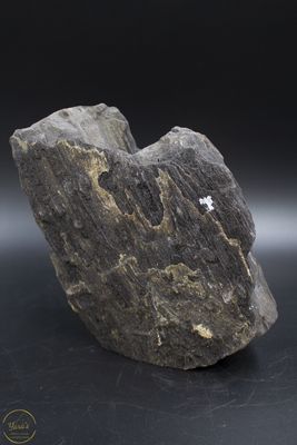 Versteend hout druzy 2.95kg