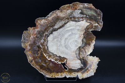 Versteend hout schijf 2,99kg uit Madagaskar