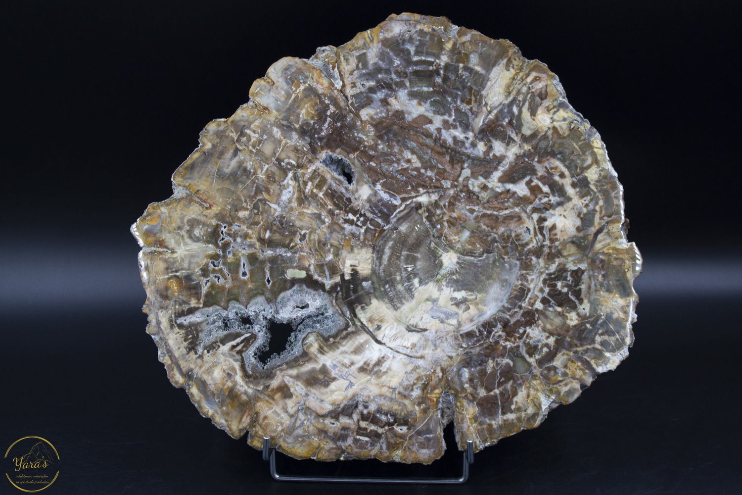 Versteend hout schijf 3.77kg uit Madagaskar