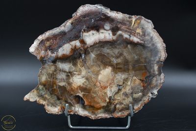 Versteend hout schijf 602 gram uit Madagaskar