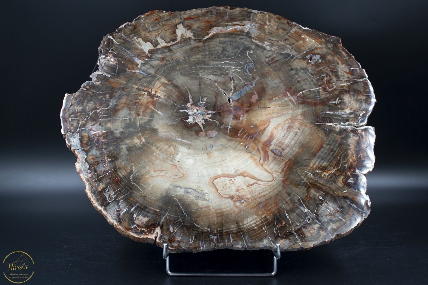 Versteend hout schijf 10.44kg uit Madagaskar