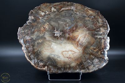 Versteend hout schijf 10.44kg uit Madagaskar
