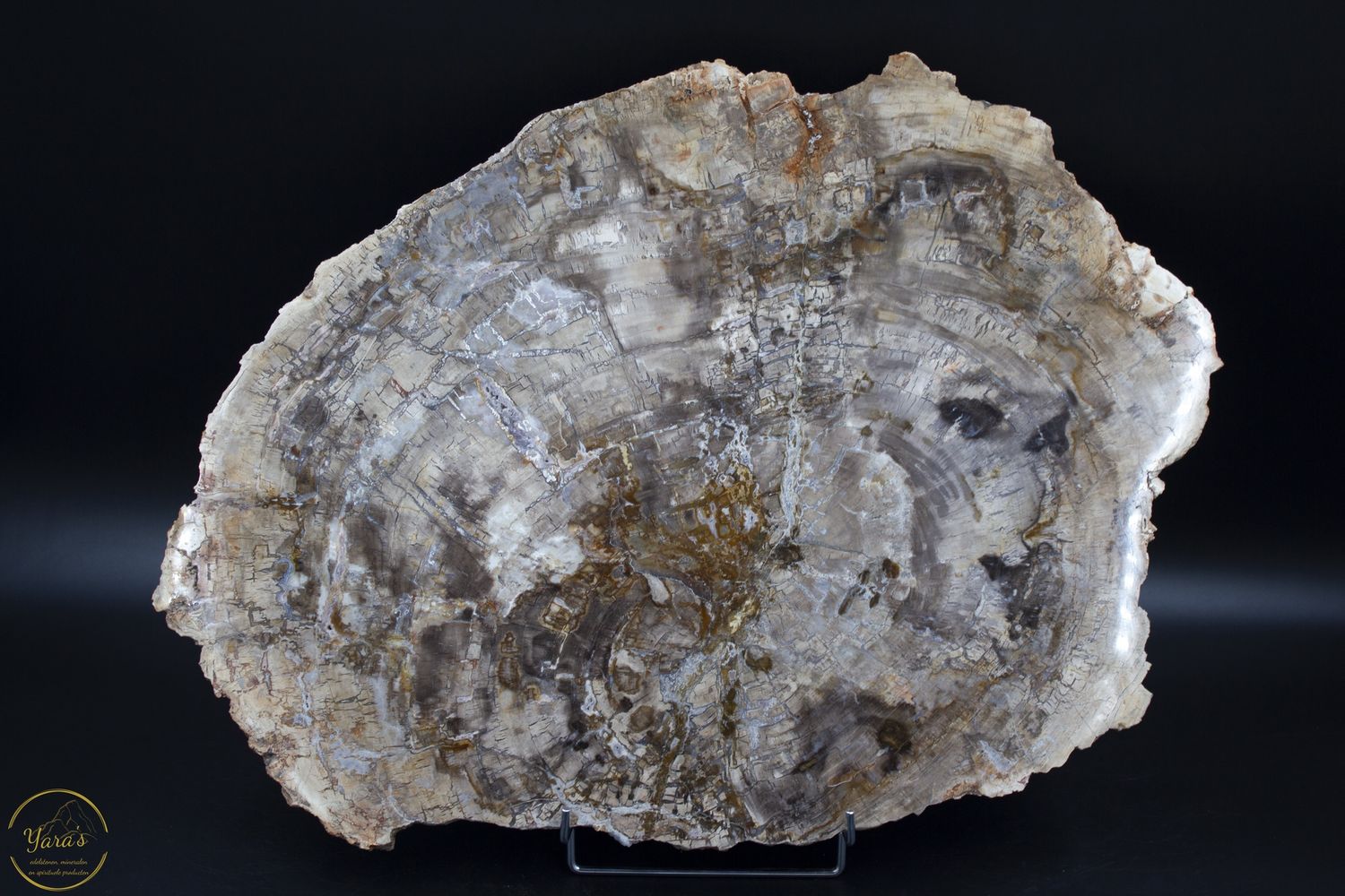 Versteend hout schijf 6.34kg uit Madagaskar