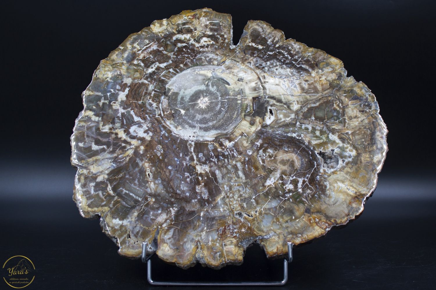 Versteend hout schijf 3.7kg uit Madagaskar