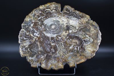 Versteend hout schijf 3.7kg uit Madagaskar