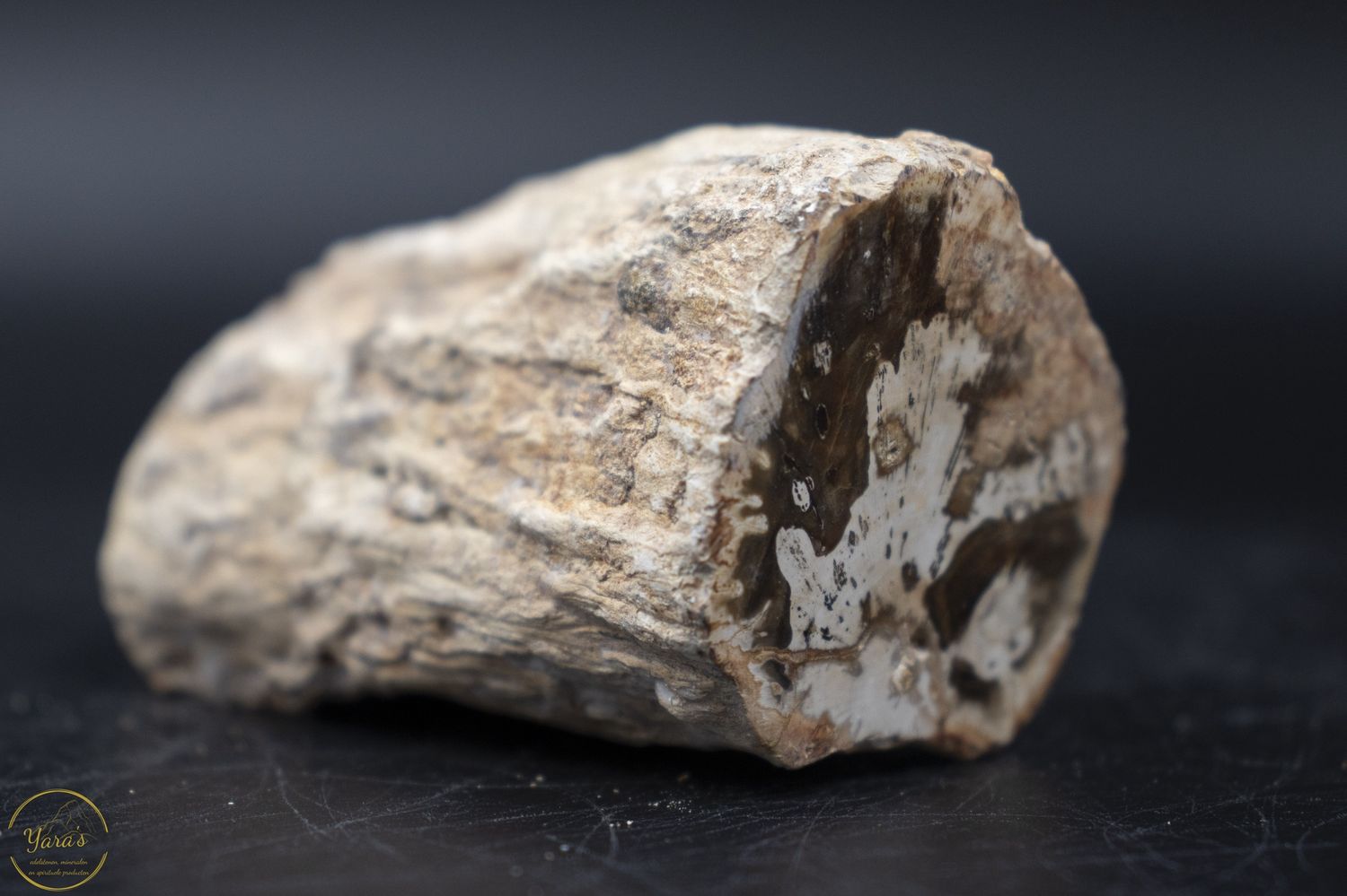 Versteend hout stammetje uit Madagascar - 150 gram