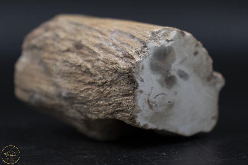 Versteend hout stammetje uit Madagascar - 120 gram