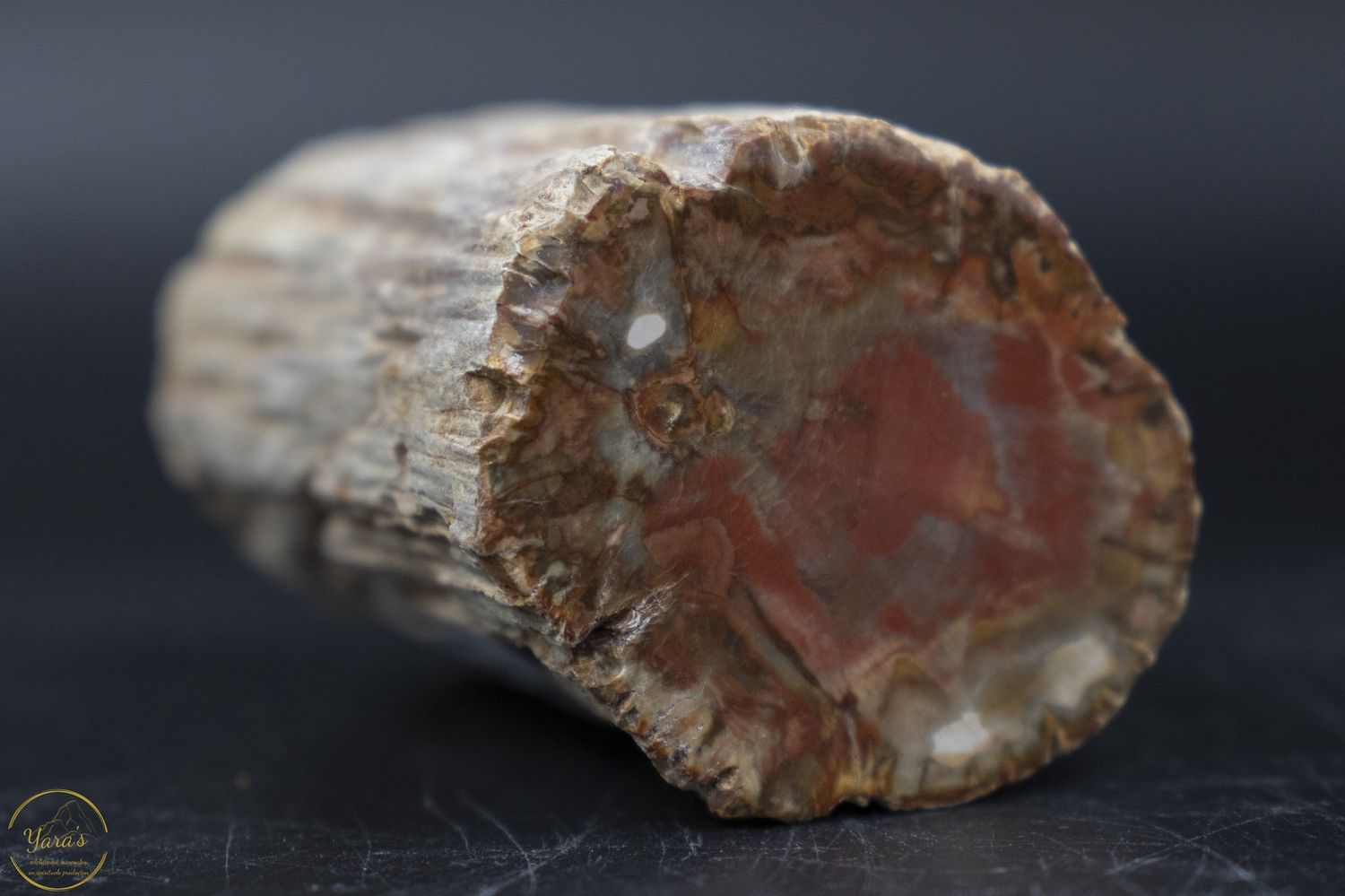 Versteend hout stammetje uit Madagascar - 136 gram