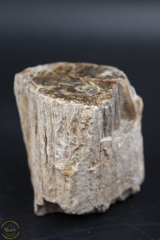 Versteend hout stammetje uit Madagascar - 178 gram