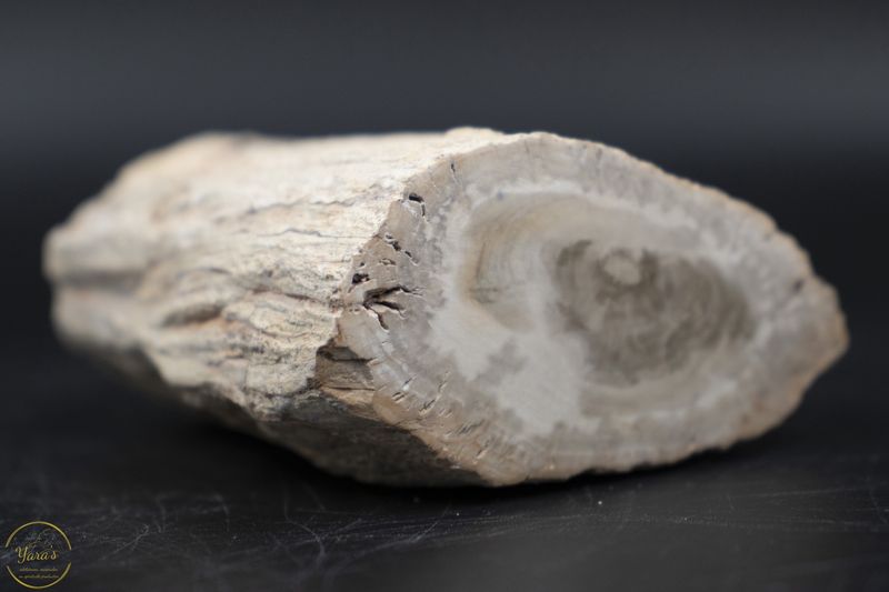 Versteend hout stammetje uit Madagascar - 204 gram