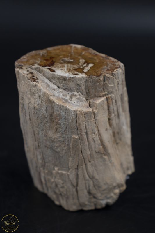 Versteend hout stammetje uit Madagascar - 202 gram