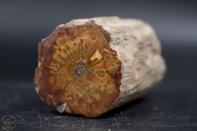 Versteend hout stammetje uit Madagascar - 142 gram
