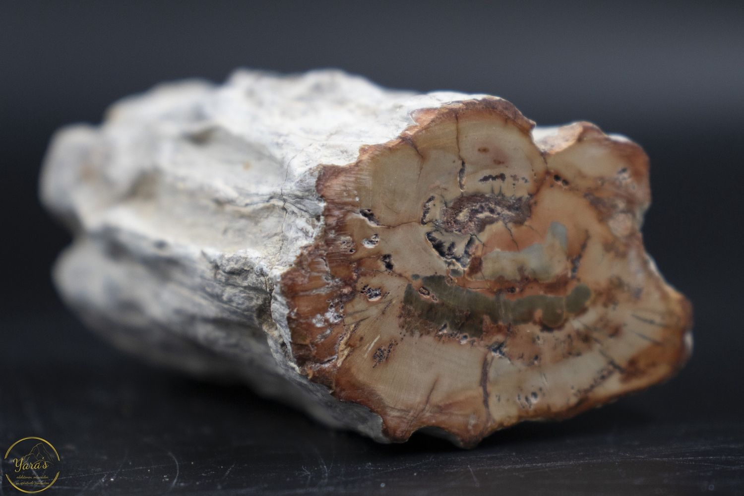 Versteend hout stammetje uit Madagascar - 130 gram