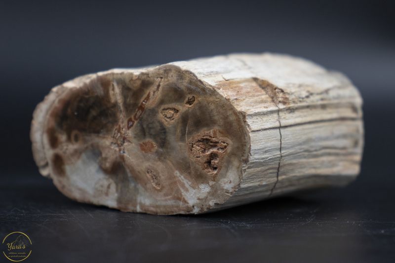 Versteend hout stammetje uit Madagascar - 170 gram