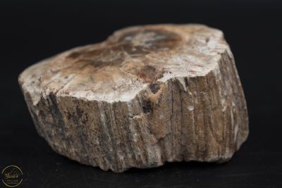 Versteend hout stammetje uit Madagascar - 112 gram