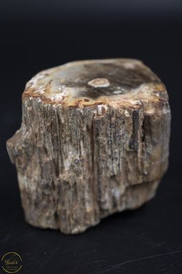 Versteend hout stammetje uit Madagascar - 134 gram