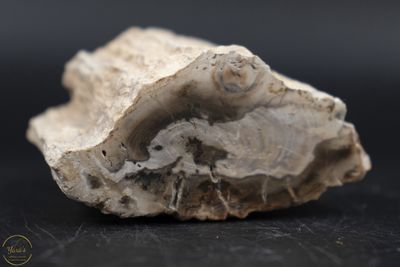 Versteend hout stammetje uit Madagascar - 118 gram