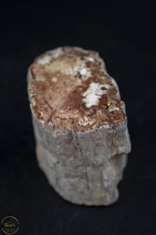 Versteend hout stammetje uit Madagascar -  134 gram