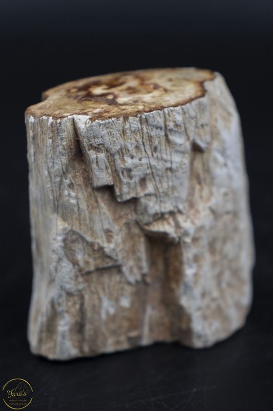 Versteend hout stammetje uit Madagascar -  118 gram