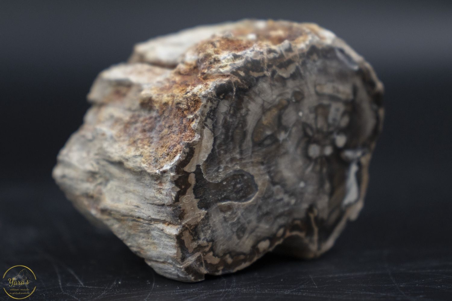 Versteend hout stammetje uit Madagascar -  112 gram