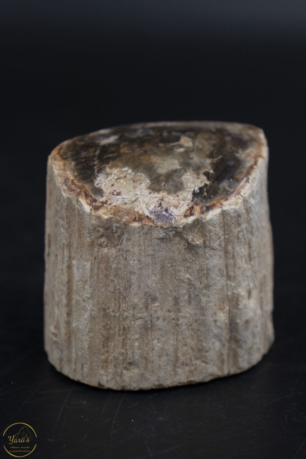 Versteend hout stammetje uit Madagascar - 132 gram