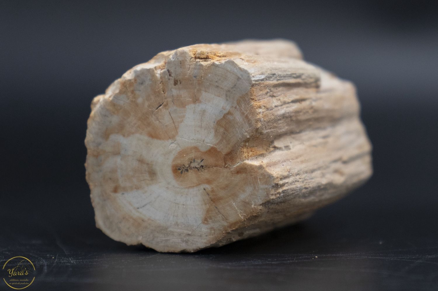 Versteend hout stammetje uit Madagascar - 104 gram