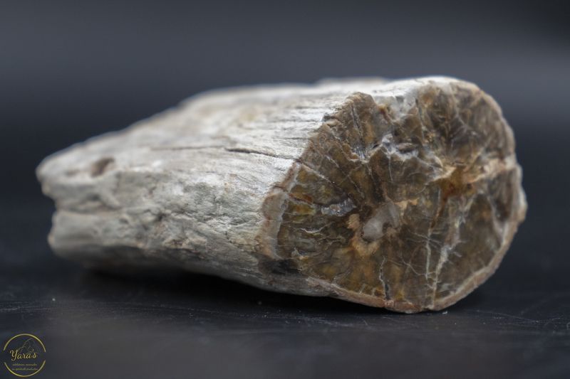 Versteend hout stammetje uit Madagascar - 172 gram