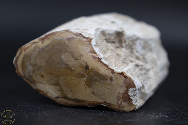 Versteend hout stammetje uit Madagascar - 218 gram