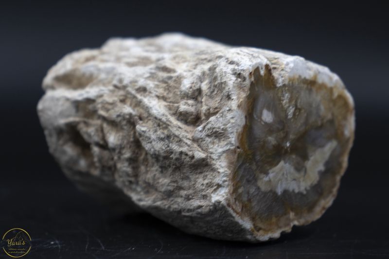 Versteend hout stammetje uit Madagascar -  172 gram