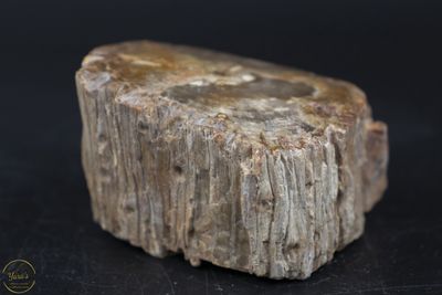 Versteend hout stammetje uit Madagascar - 146 gram
