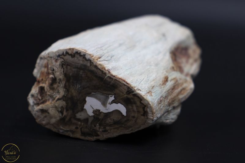 Versteend hout stammetje uit Madagascar - 128 gram