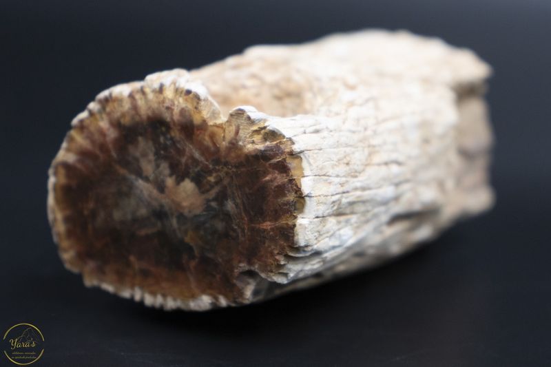 Versteend hout stammetje uit Madagascar - 160 gram