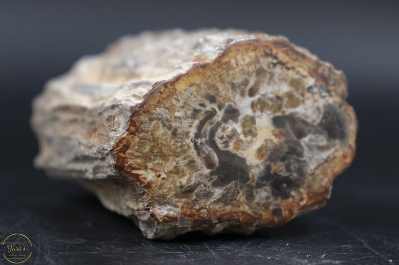 Versteend hout stammetje uit Madagascar - 174 gram