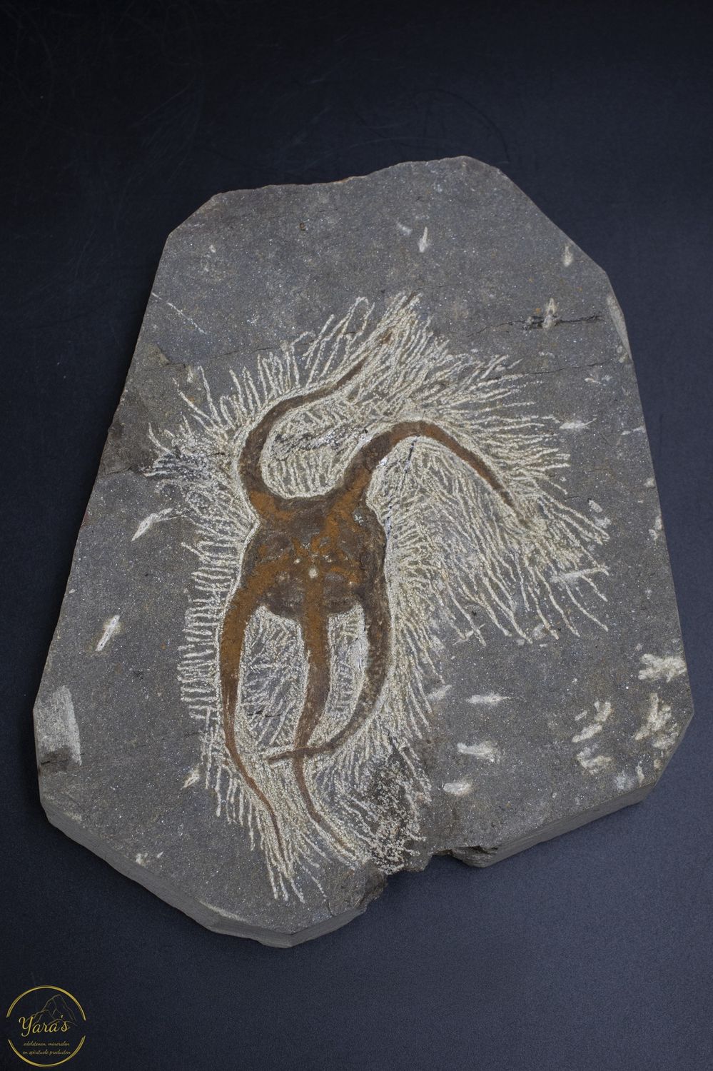 Fossiel zeester 1.16kg