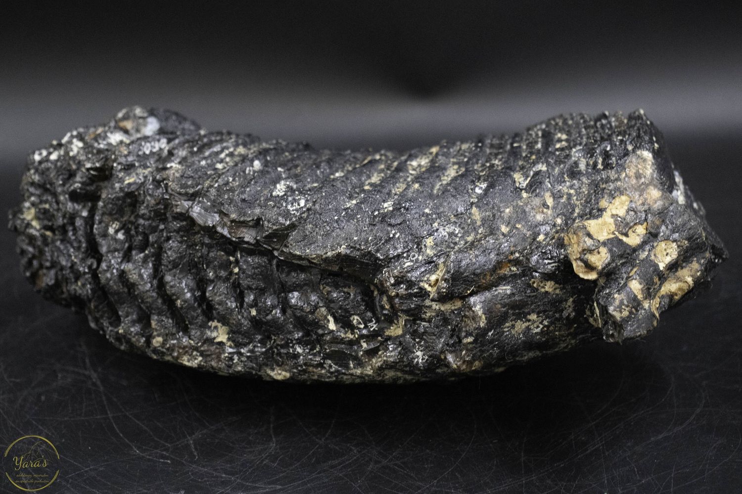 Mammoet kies (pleistoceen +/- 35000 jaar) Noordzee