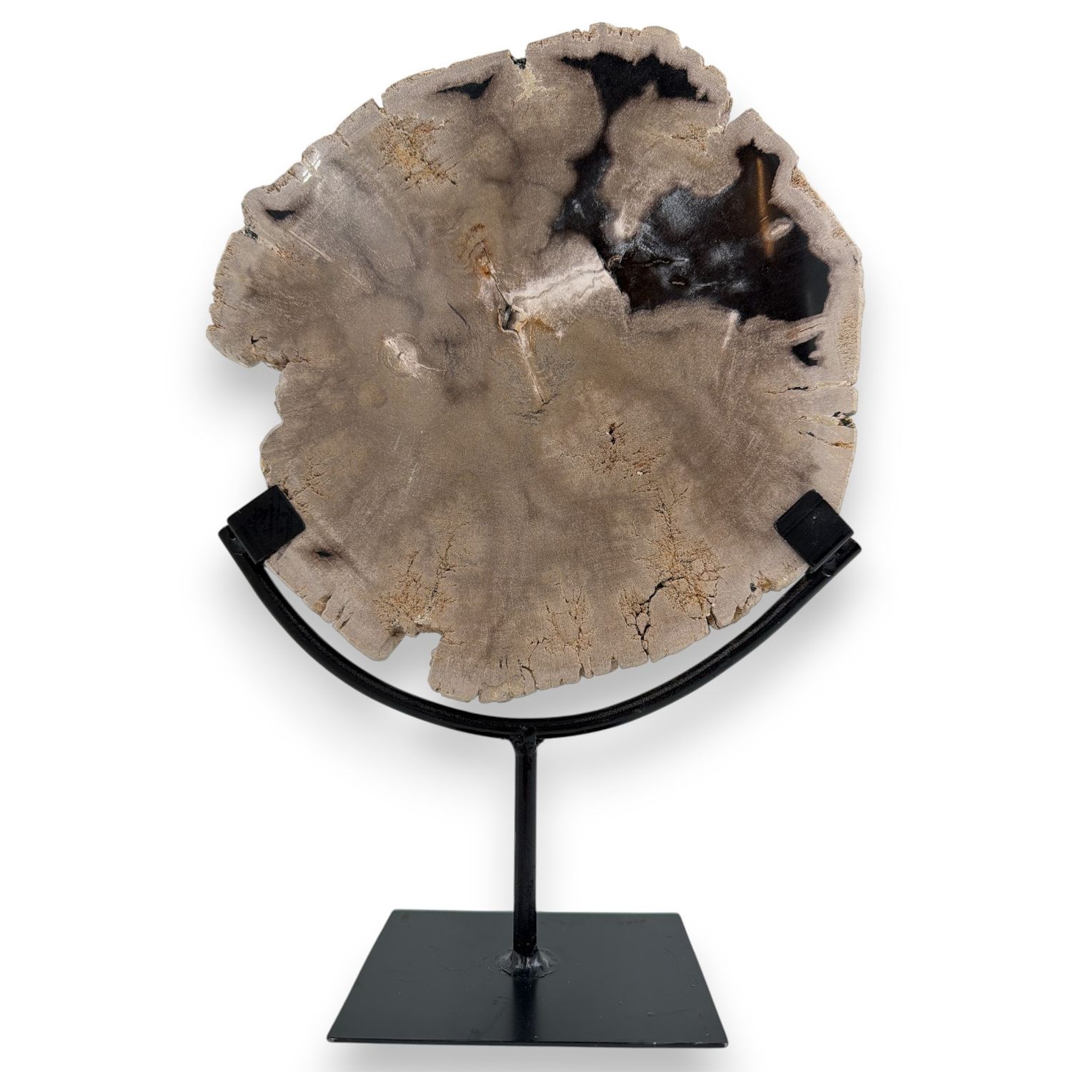 Versteend hout schijf op standaard 2.43kg