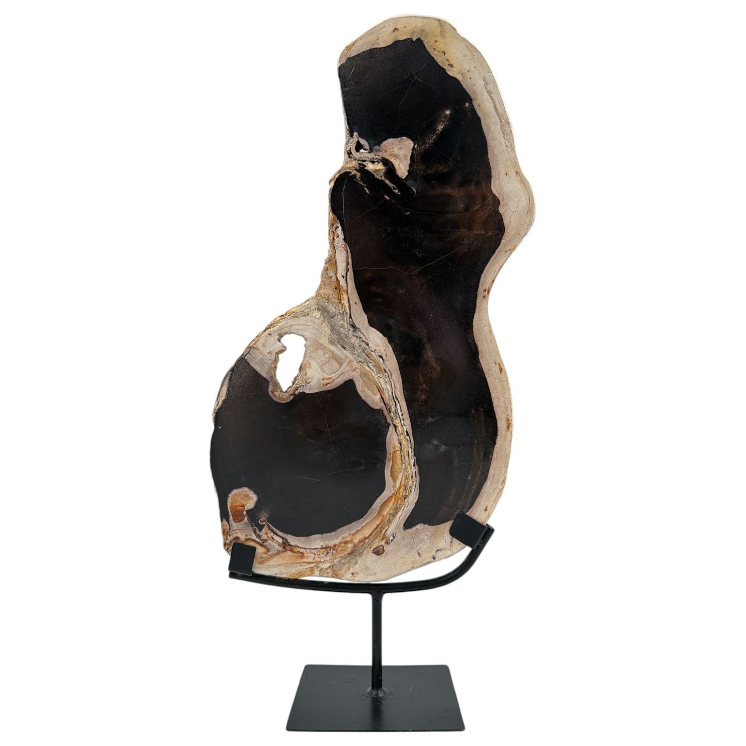 Versteend hout schijf op standaard 2.76kg