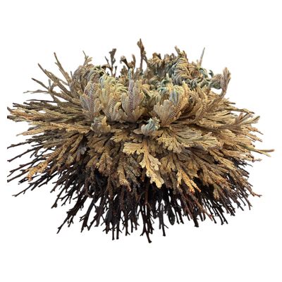 Rose of Jericho groot