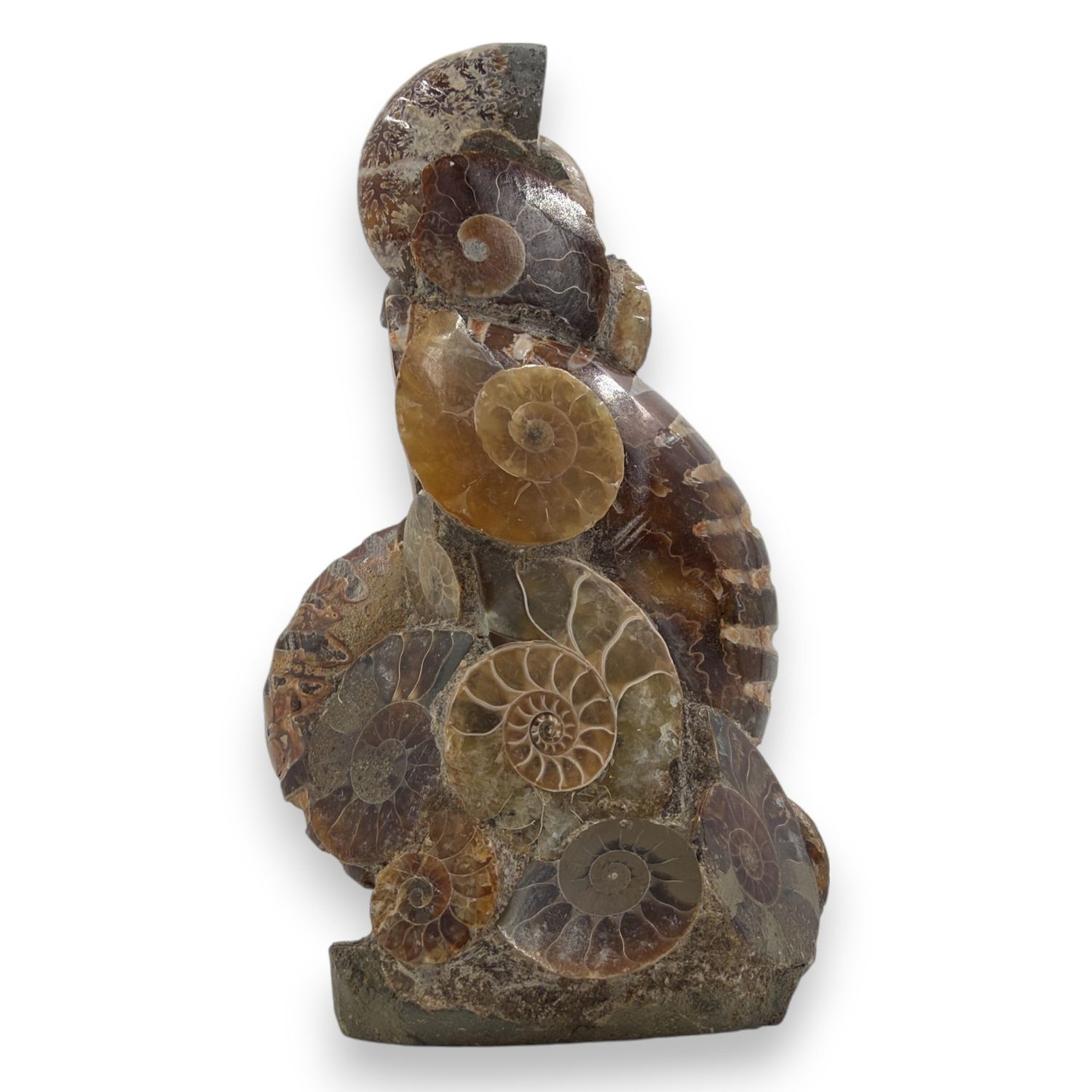 Ammoniet op standvlak 180 gram